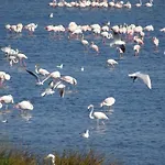 דירה Domaine Du Petit Tournebelle גרואיסאן