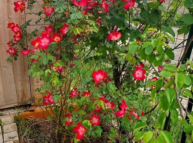 Domaine Du Petit Tournebelle גרואיסאן