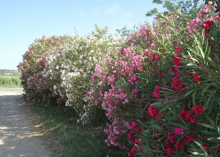 Domaine Du Petit Tournebelle דירה *